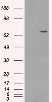 Cytochrome P450 Reductase Antibody
