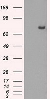 Cytochrome P450 Reductase Antibody
