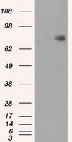 Cytochrome P450 Reductase Antibody