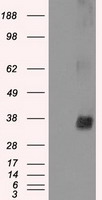 NEK6 Antibody