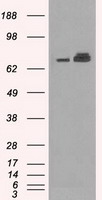 Grp75 Antibody