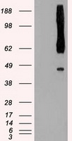Rad9 Antibody