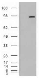 Cystatin C Antibody