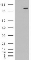 TIF1 gamma Antibody