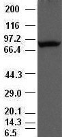 Periostin Antibody
