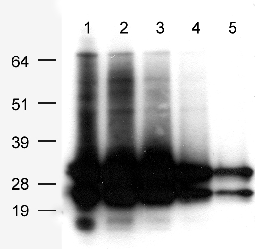 AsRed2 Antibody
