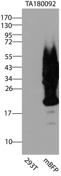 mBFP Antibody