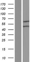 Sterol carrier protein 2 (SCP2) Human Over-expression Lysate