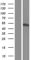 NFS1 Human Over-expression Lysate