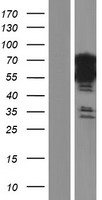 BANP Human Over-expression Lysate