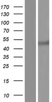 BCAT1 Human Over-expression Lysate