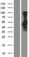 PEG10 Human Over-expression Lysate