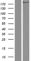 CAMSAP1 Human Over-expression Lysate