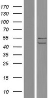 C16orf73 (MEIOB) Human Over-expression Lysate