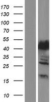 MTHFSD Human Over-expression Lysate