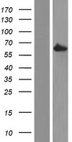 hnRNP Q (SYNCRIP) Human Over-expression Lysate