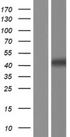 PIP4K2C Human Over-expression Lysate