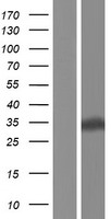 EAN57 (TEX33) Human Over-expression Lysate