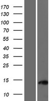 C11orf96 Human Over-expression Lysate