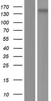 Metabotropic Glutamate Receptor 5 (GRM5) Human Over-expression Lysate