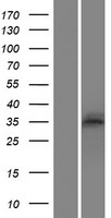 SYCE1 Human Over-expression Lysate