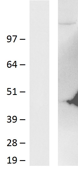 FAM205A Human Over-expression Lysate