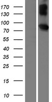 Invadolysin (LMLN) Human Over-expression Lysate