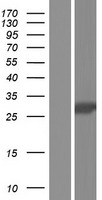 MAGP1 (MFAP2) Human Over-expression Lysate