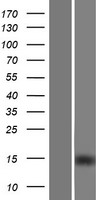 IGFL2 Human Over-expression Lysate