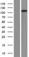 INPP4A Human Over-expression Lysate
