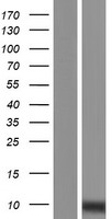 STMP1 Human Over-expression Lysate
