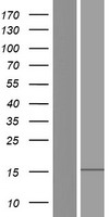 GRAPL Human Over-expression Lysate