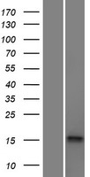 HMSD Human Over-expression Lysate