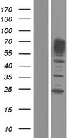 MSF (SEPT9) Human Over-expression Lysate