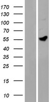 MANEL (MANEAL) Human Over-expression Lysate