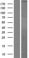 Laminin alpha 4 (LAMA4) Human Over-expression Lysate