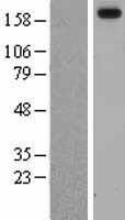 LAMA3 Human Over-expression Lysate