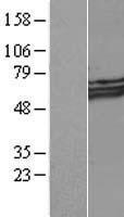 Myocilin (MYOC) Human Over-expression Lysate