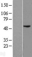 BLMH Human Over-expression Lysate