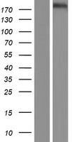 CACNA1C Human Over-expression Lysate