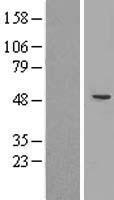 CYP2A7 Human Over-expression Lysate