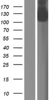 GTF2IRD2B Human Over-expression Lysate