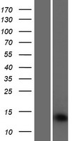SAMD13 Human Over-expression Lysate