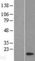 CLPSL1 Human Over-expression Lysate