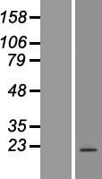 FAM209A Human Over-expression Lysate