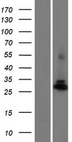 PGAM4 Human Over-expression Lysate