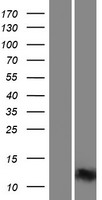 DDX26 (INTS6) Human Over-expression Lysate