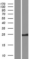 METTL21D (VCPKMT) Human Over-expression Lysate