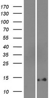 DEFB131A Human Over-expression Lysate