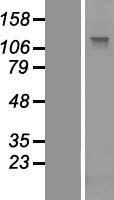 PCDH17 Human Over-expression Lysate